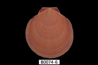 藏品(澳洲日月蛤)的圖片